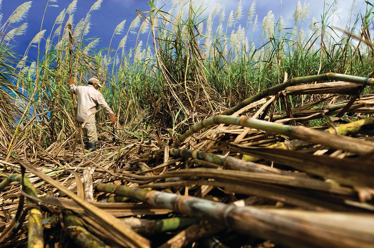Things to know about the Cane Furniture
