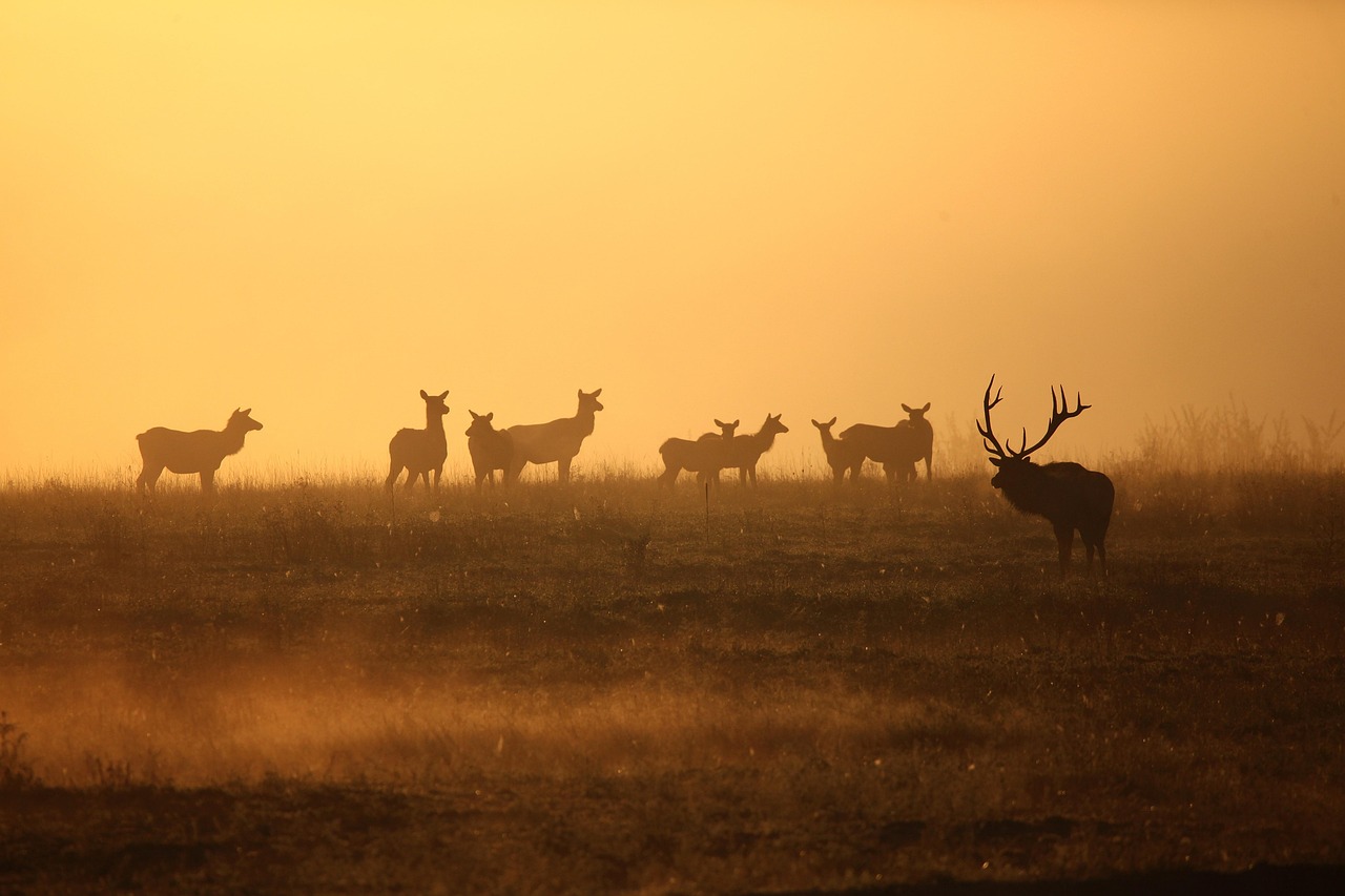 Elk Mills Lawn Fertilization: Nurturing a Healthier, Greener Lawn