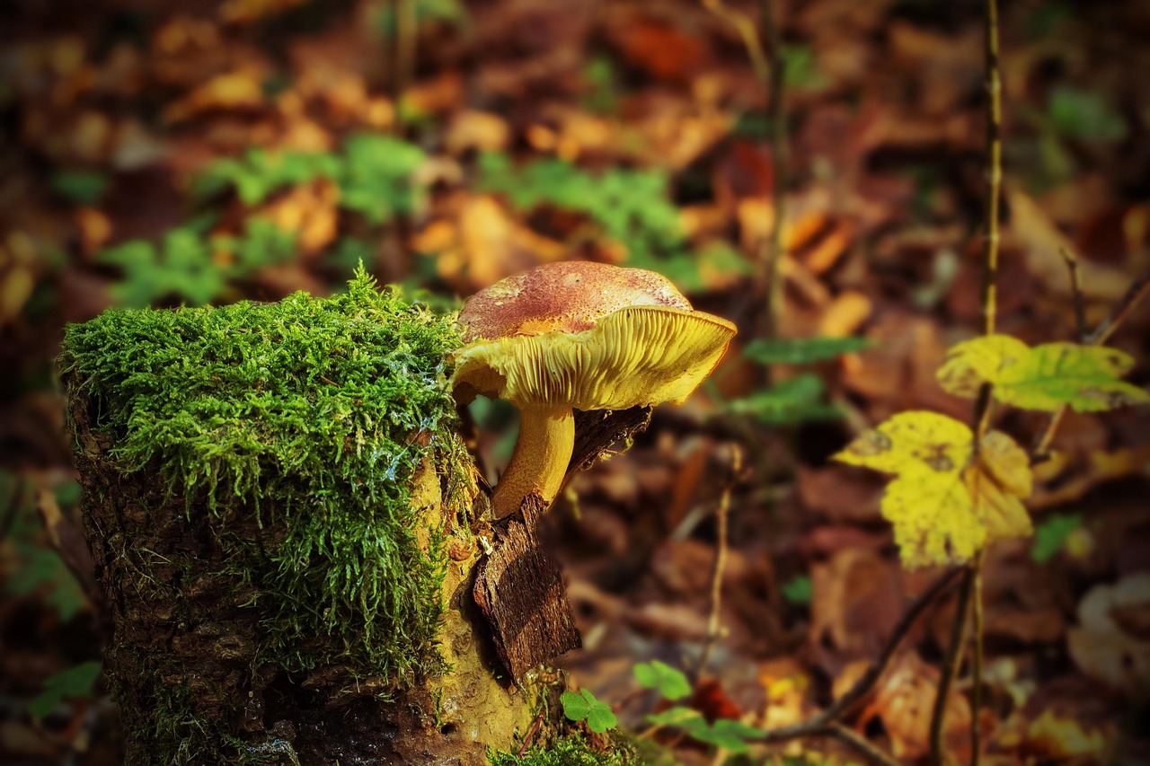 Tree Stump Removal: The Complete Guide