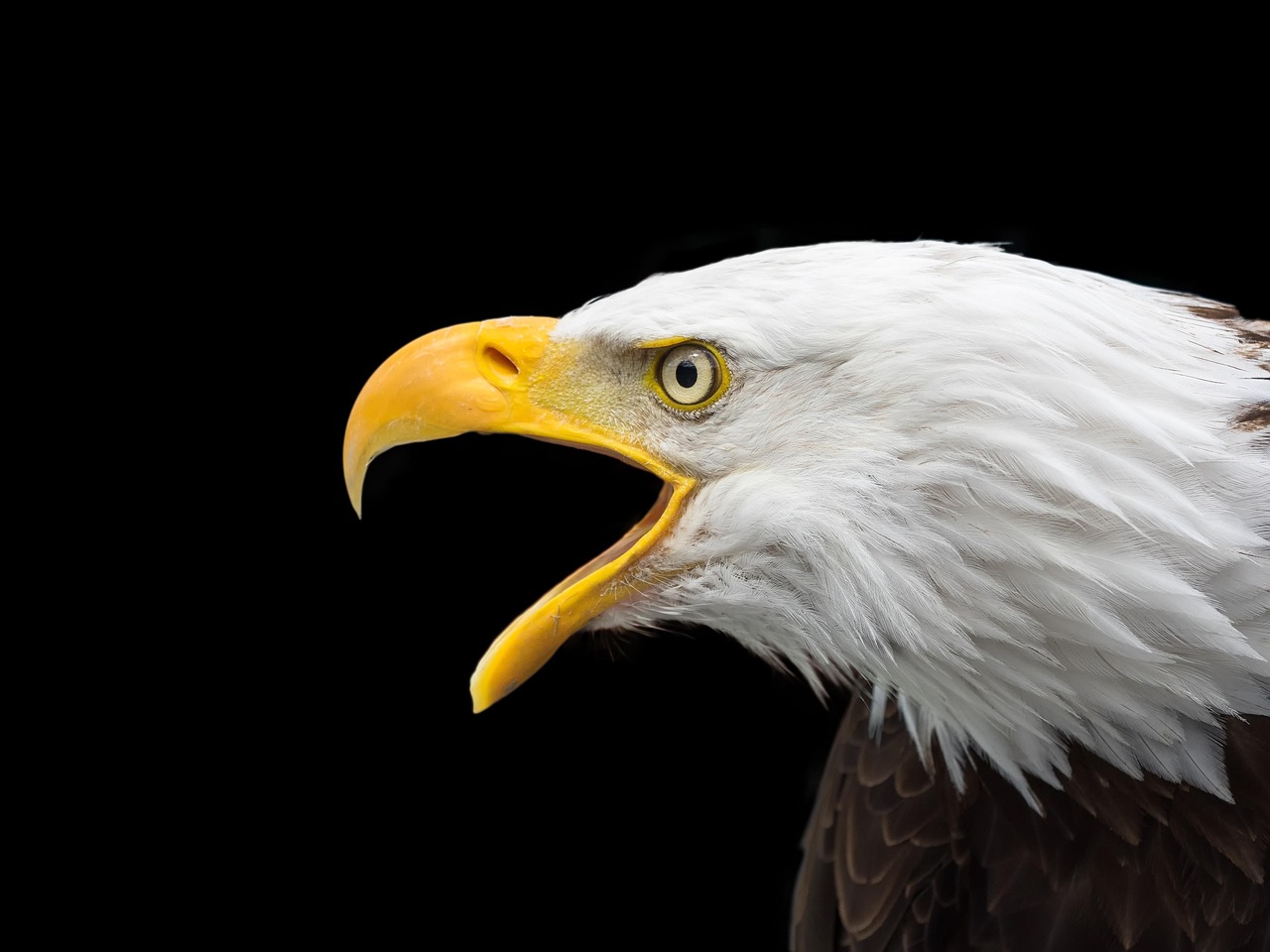 11 Tips for Stunning Bird Photography