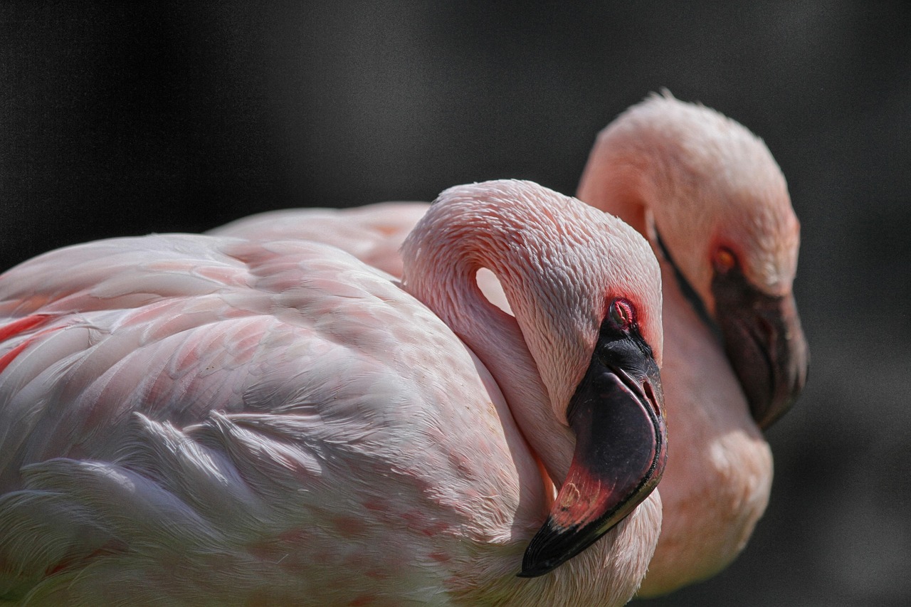 Flamingos Unaffected by Food Rewards