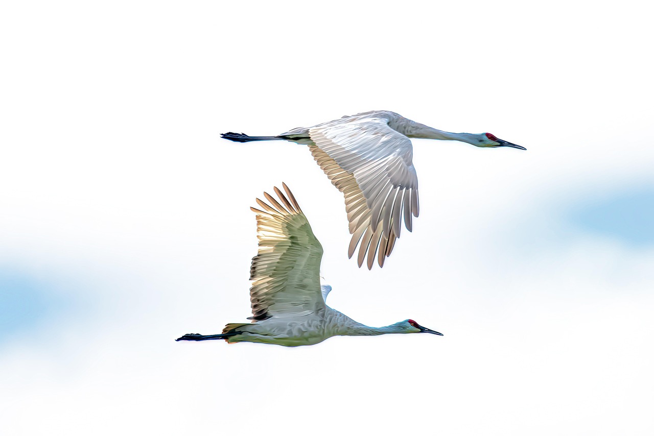 WordPress Migration Guides Undermines Divi & Elementor?