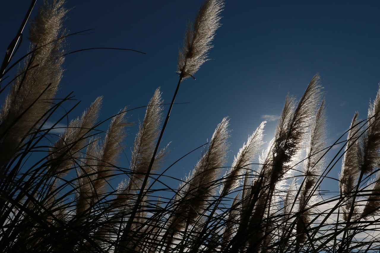 Sugarcane Plant-Based Packaging: A Sustainable Solution