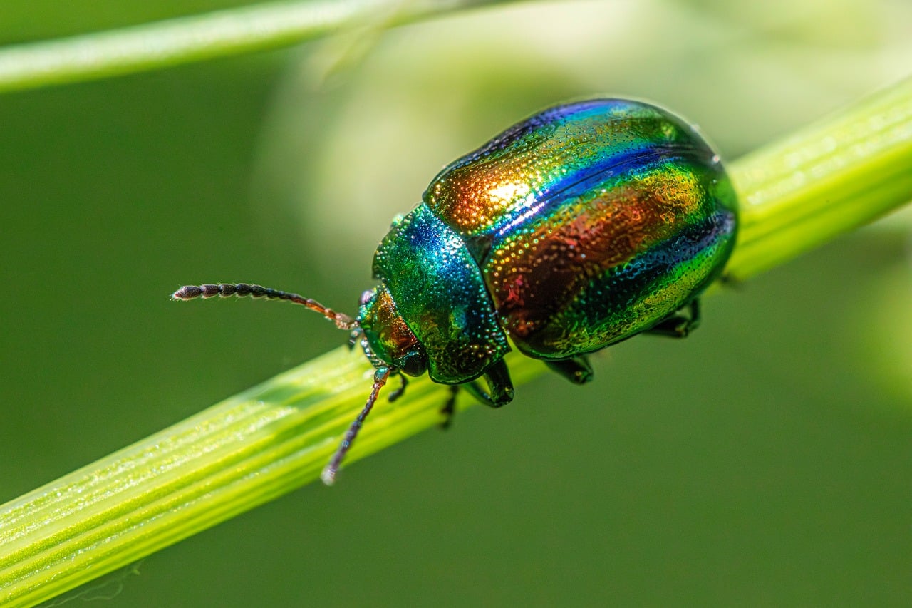Local SEO Tactics to Boost Your Pest Control Business