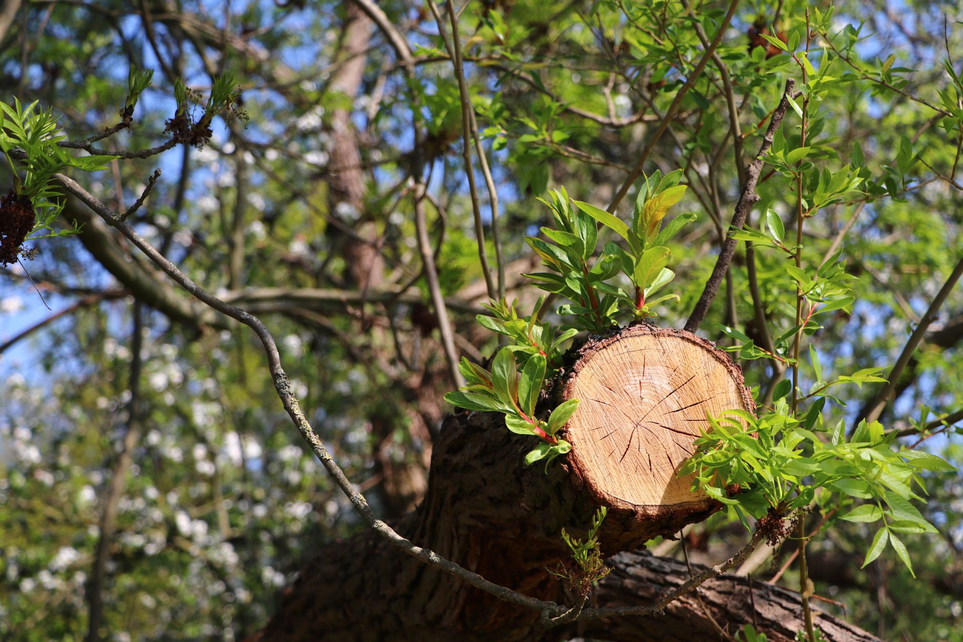 Understanding the Importance of Professional Tree Services