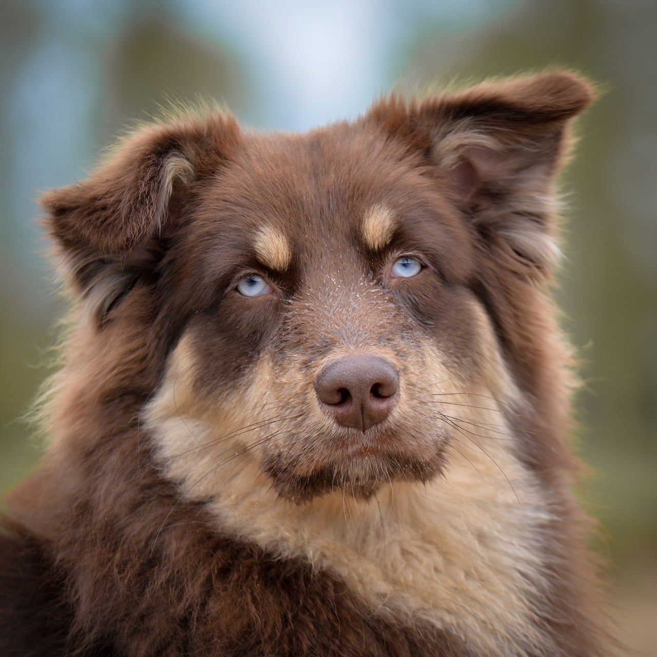 Hyperthyroidism vs. Hypothyroidism: How These Conditions Affect Pets?