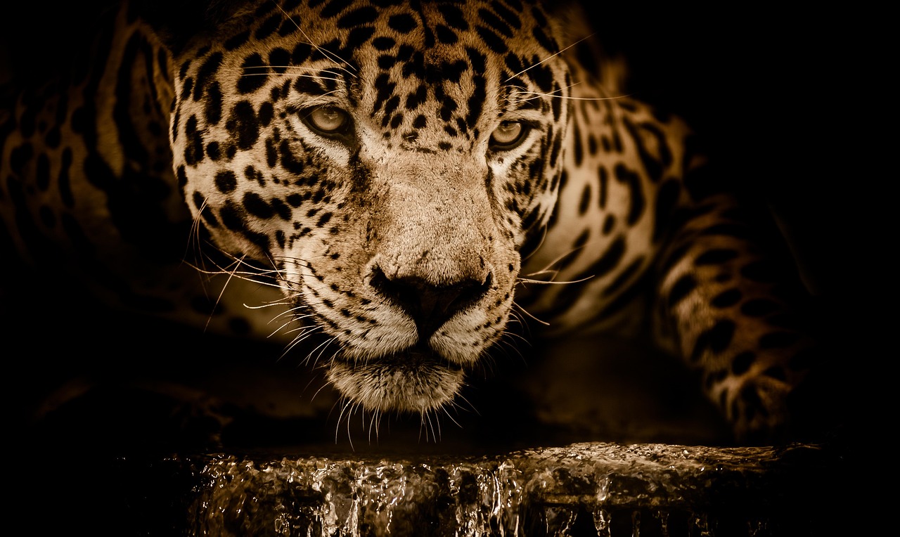 Why Choose Gurgaon’s Skilled Jaguar Repair Services?