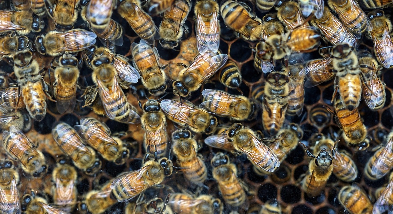 Accessorize with Nature’s Touch – Exploring Bee-Inspired Fashion Trends