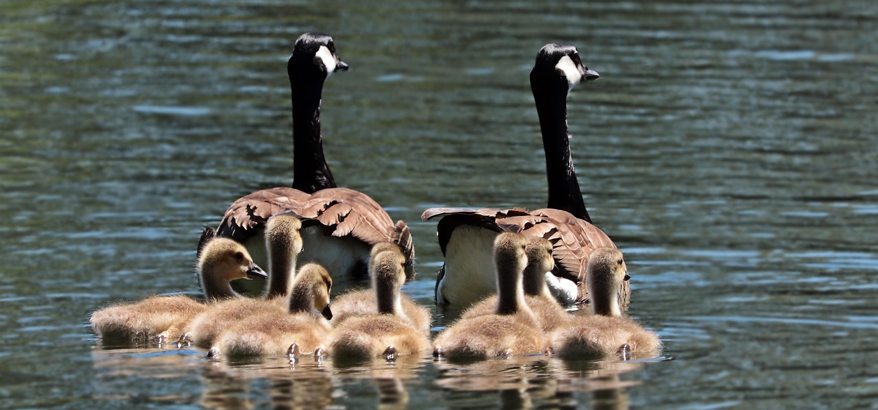Becoming a Family Lawyer