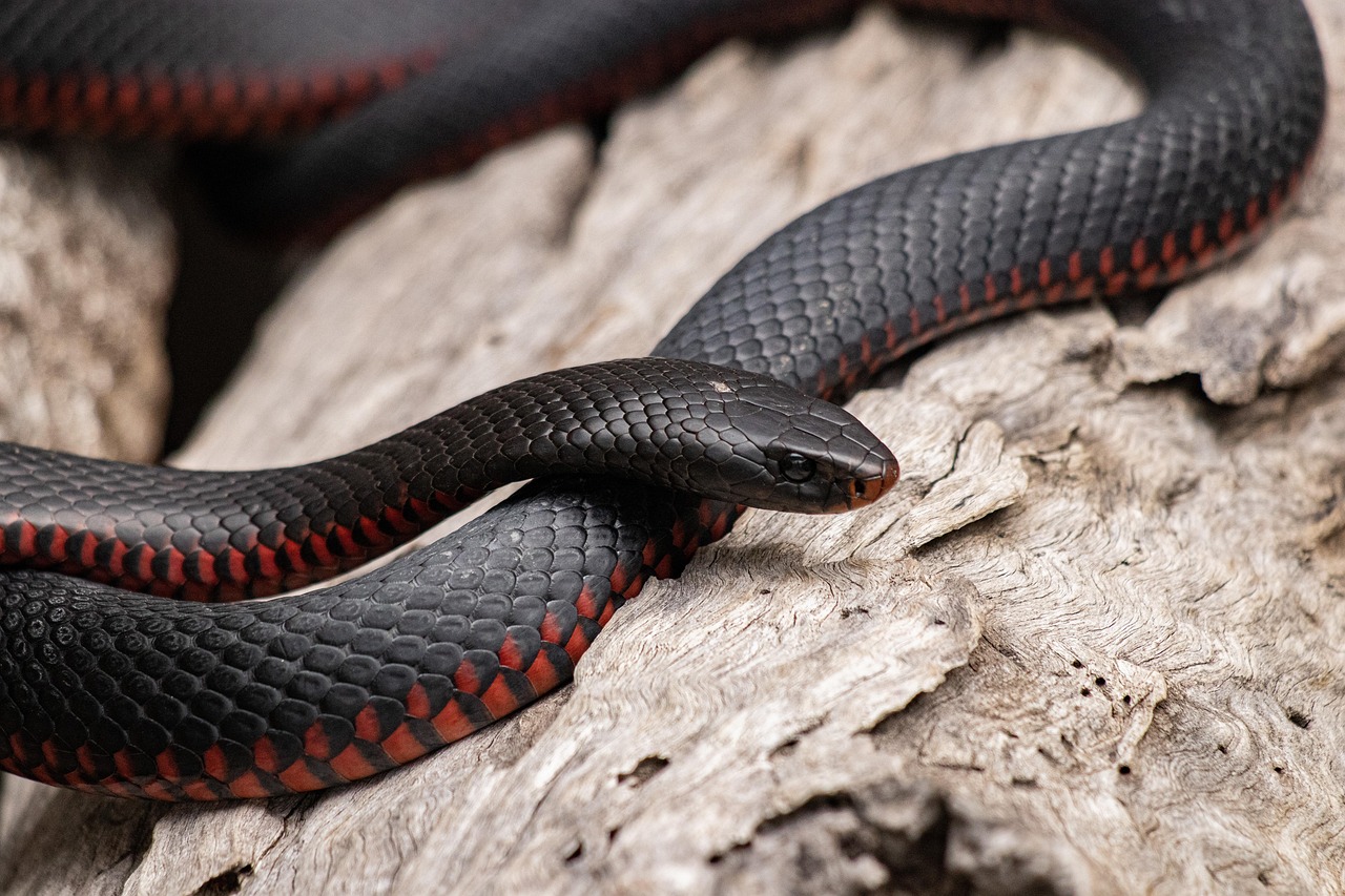Ensuring a Smooth Inheritance Transfer in Australia: Why a Well-Drafted Will Matters