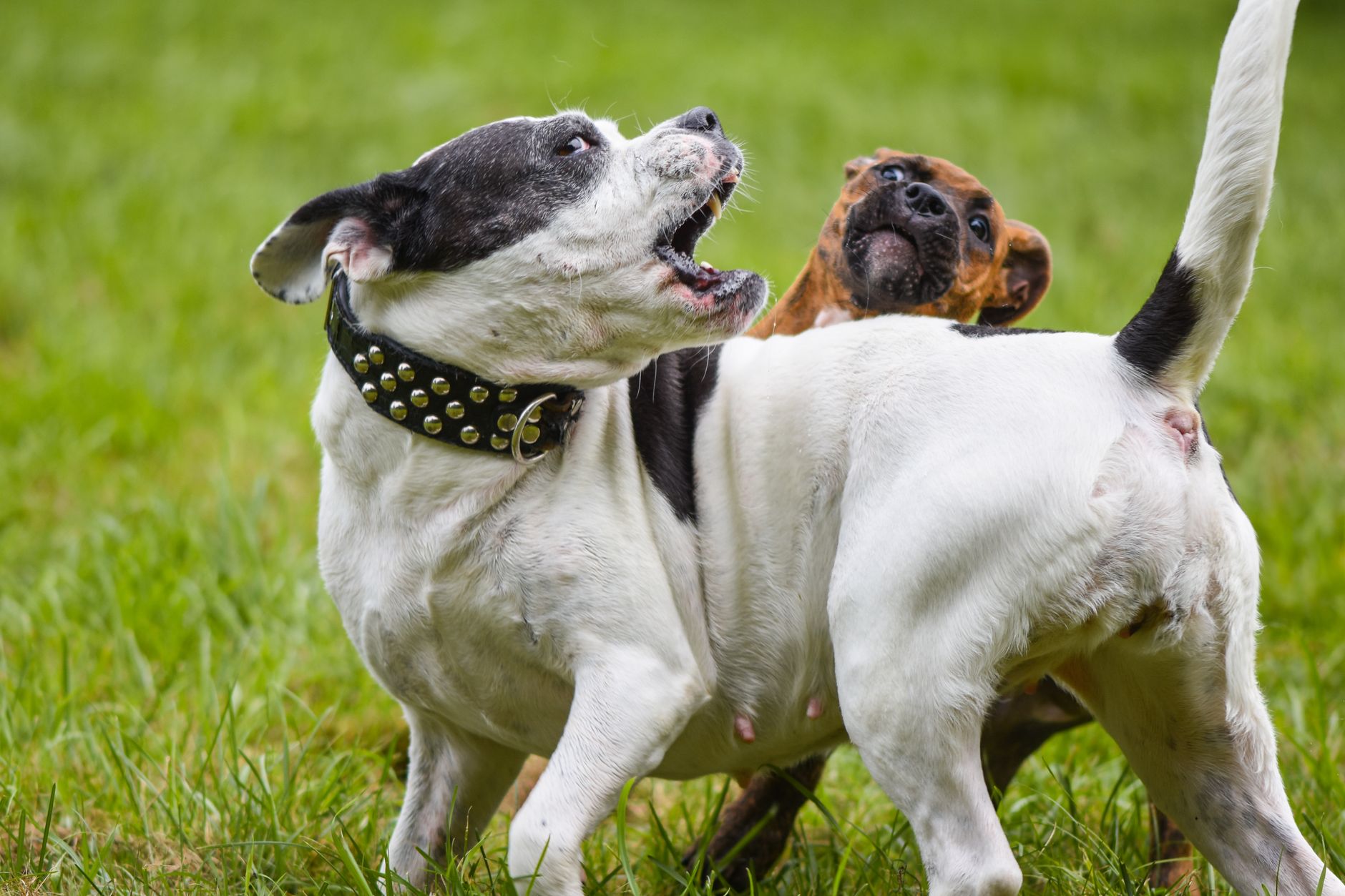How to Handle Common Pet Behavior Issues