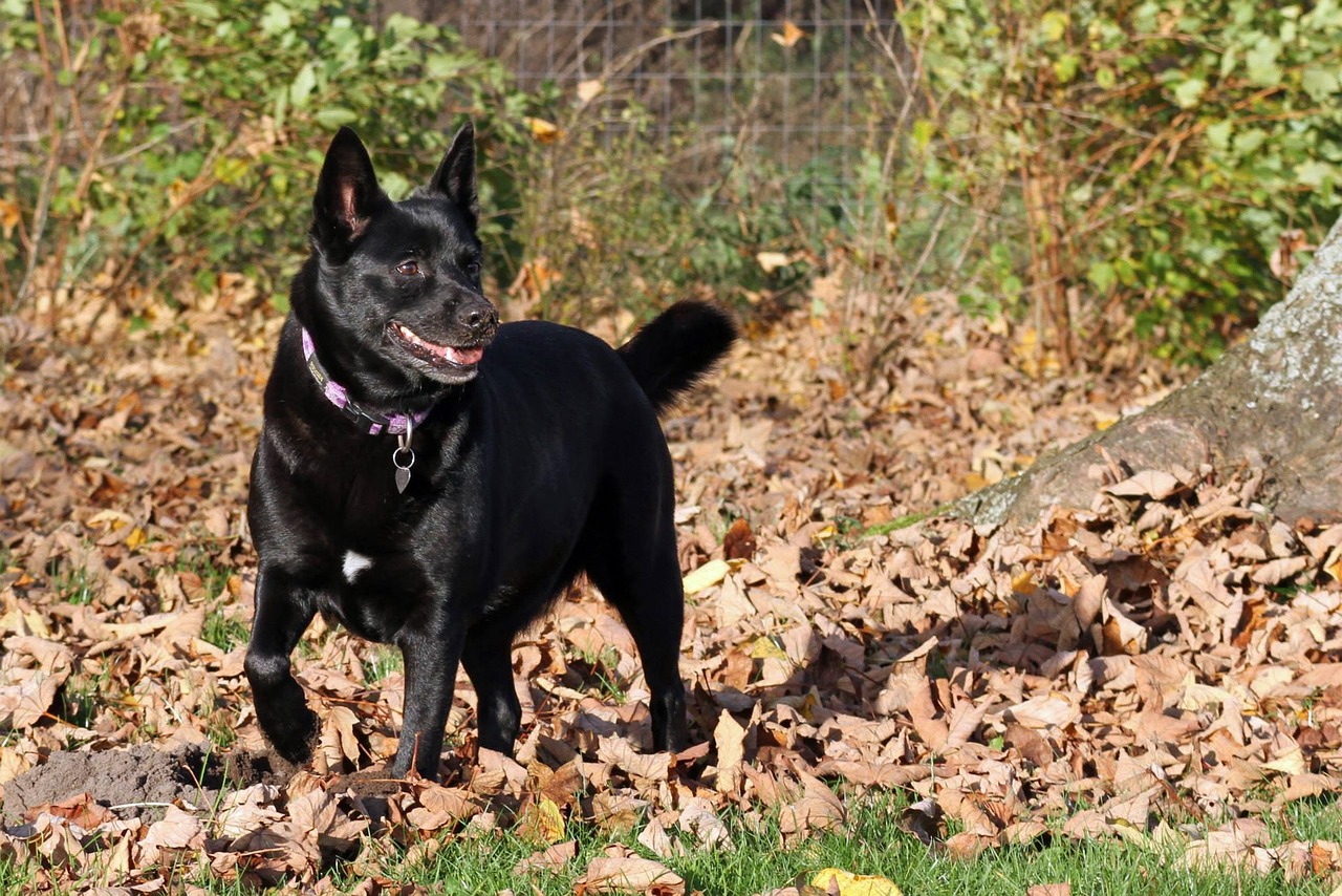 Top 10 Tips for Responsible Pet Ownership