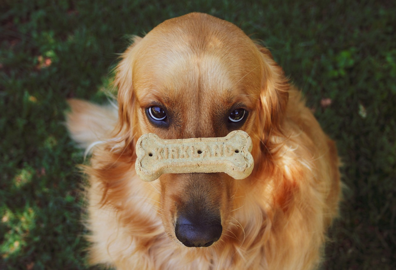 Creating a Pet-Friendly Home: Tips and Tricks