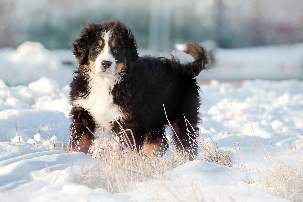 The Best Pet Podcasts to Follow