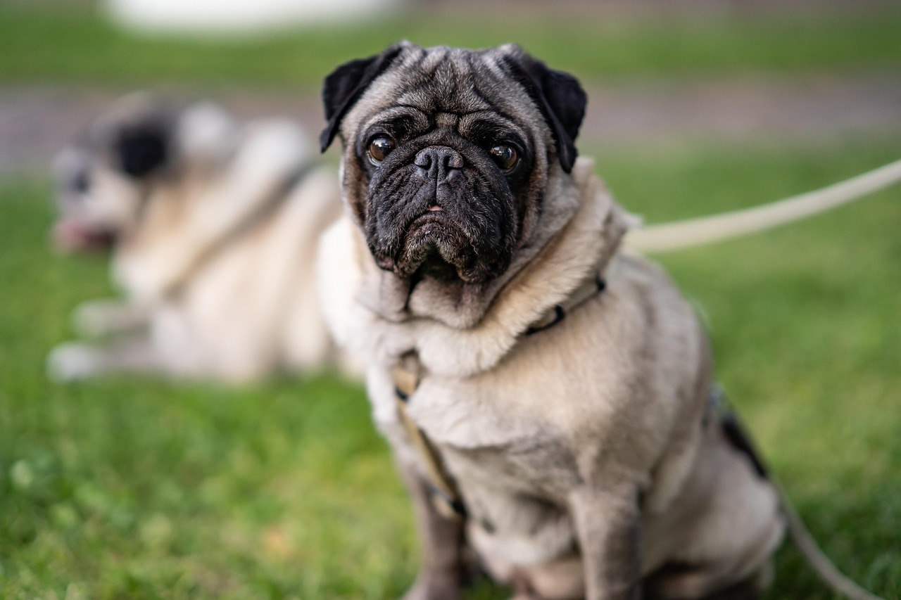 Exploring the World of Pet Fashion