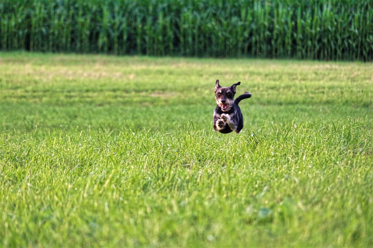 Ultimate Guide to Dog-Friendly Backyard Ideas: Create a Safe & Fun Outdoor Space for Your Dog