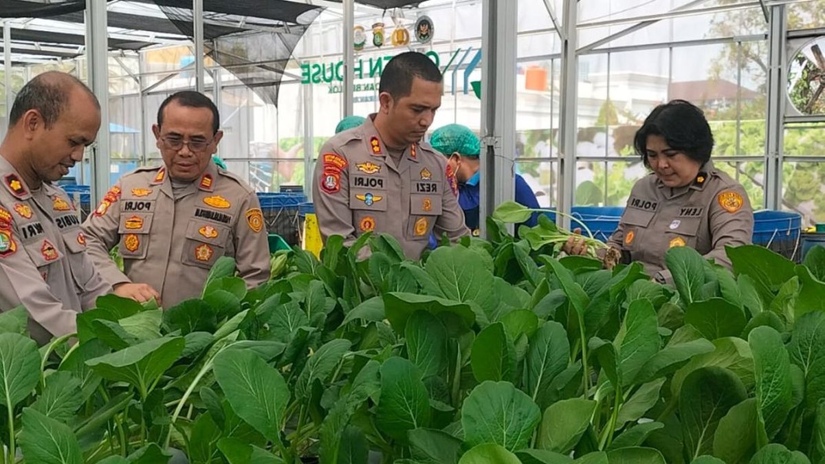 Polda Metro Jaya Panen Pakcoy untuk MBG Polda Metro Jaya Panen Pakcoy untuk MBG - polda metro jaya