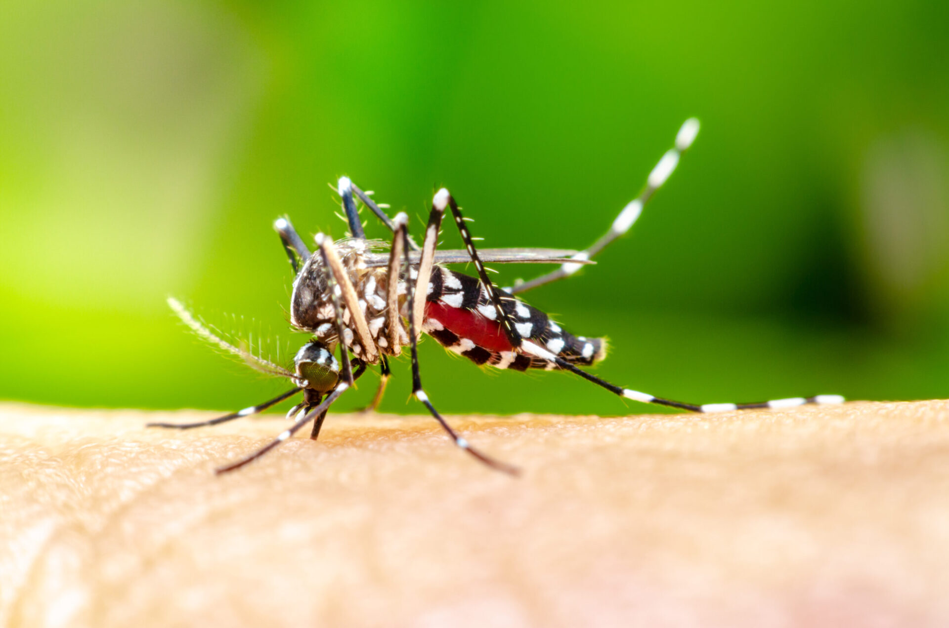 Mosquito Control Solutions for a Bite-Free Yard All Season