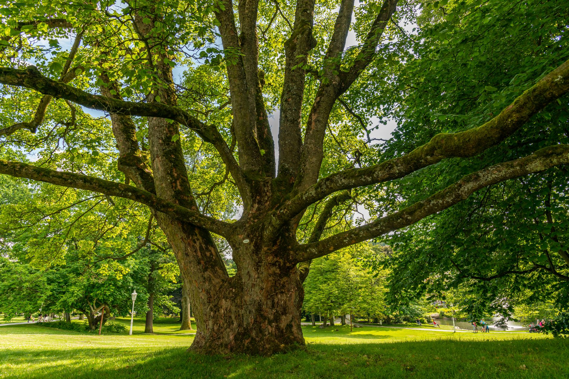 Comprehensive Tree Care Services in St. Petersburg, FL