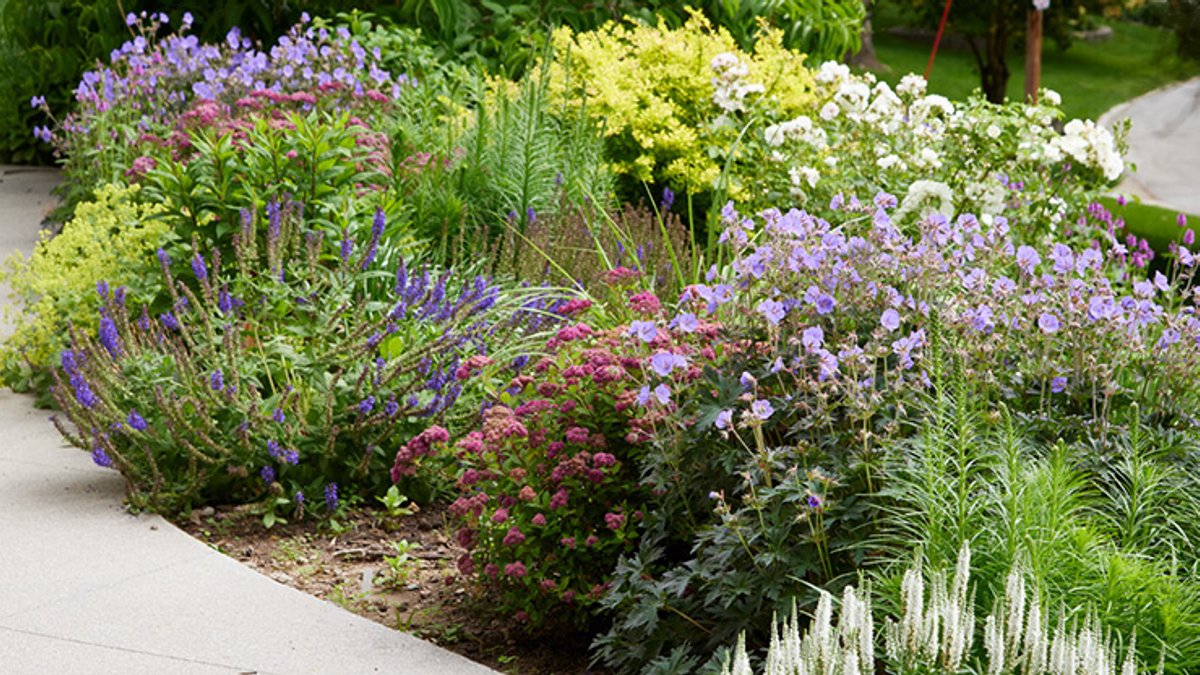 Vibrant Perennials Brighten Up Front Yards Vibrant Perennials Brighten Up Front Yards - perennials