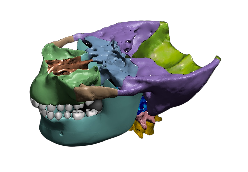 Aorta