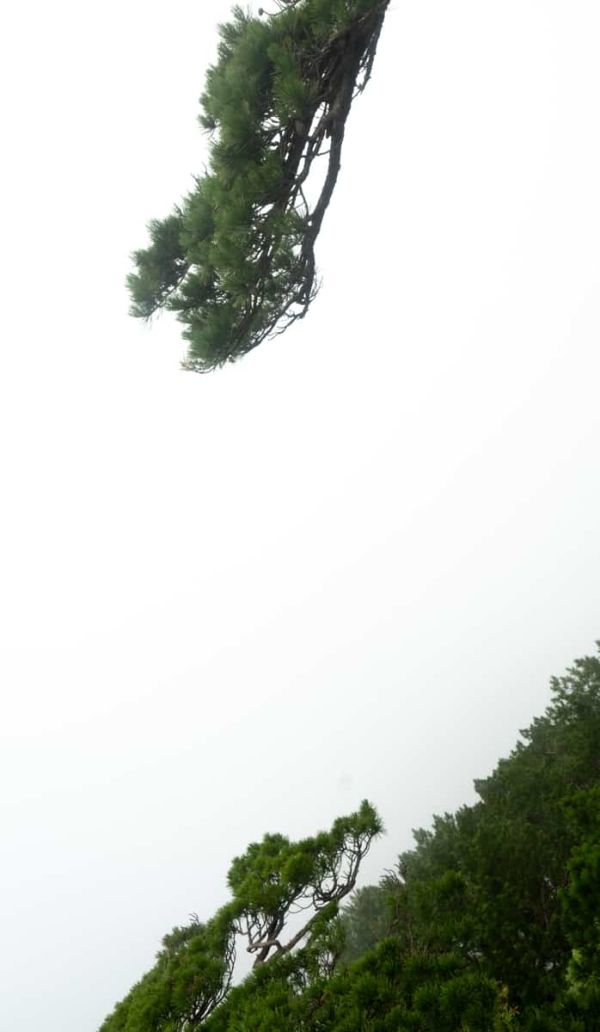 雾中行