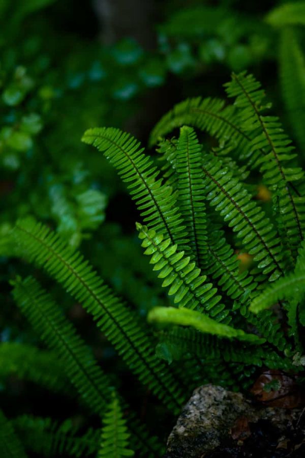 植物微距