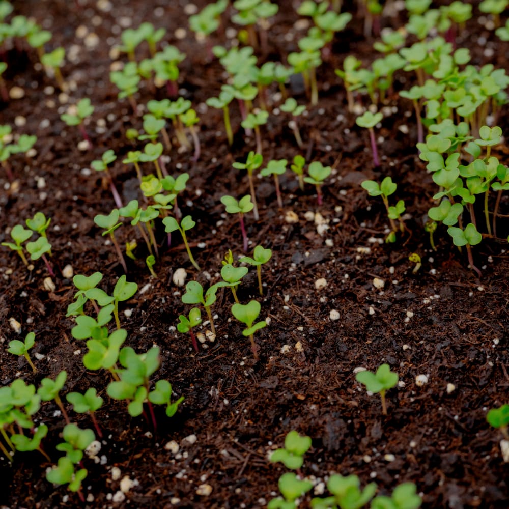 20260129 parcelle atelier blancs 450