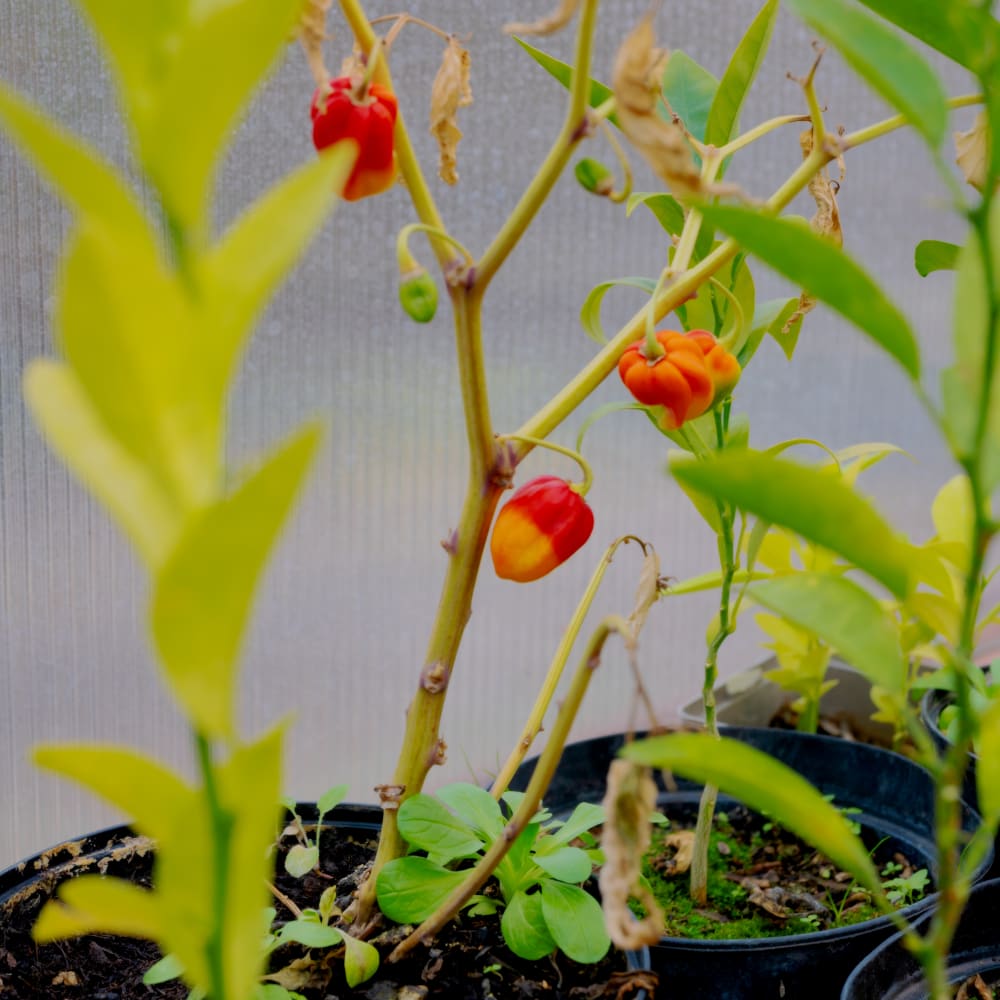 20260129 parcelle atelier blancs 25