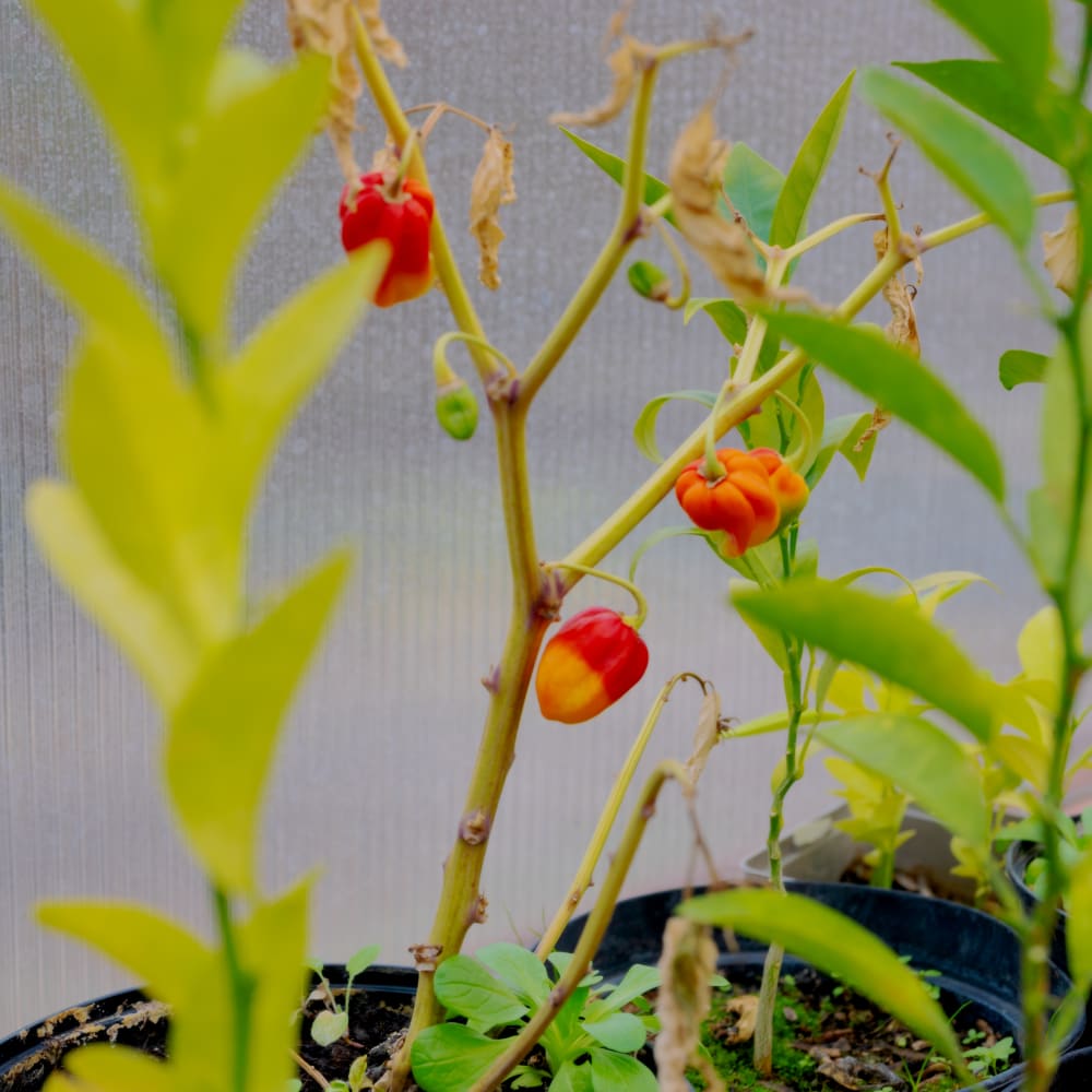 20260129 parcelle atelier blancs 25