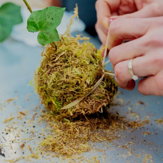 20260129 parcelle atelier blancs 269 (3)