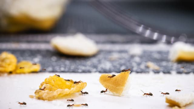How to Get Rid of Ants in Your Apartment