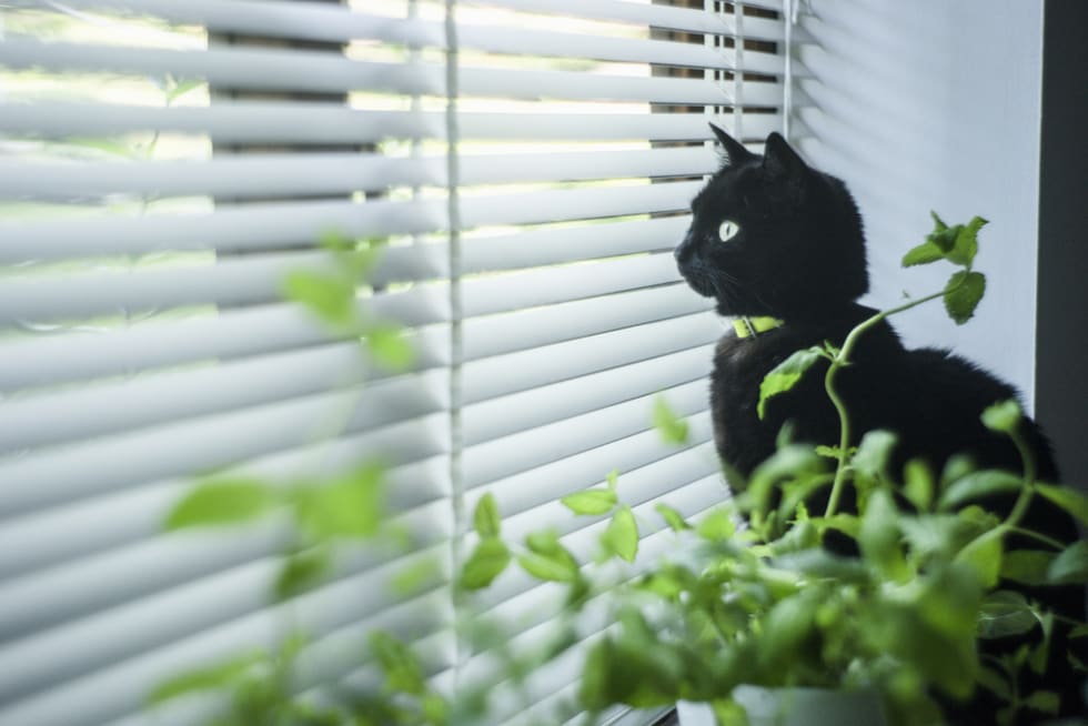 Black cat looking through venetian blinds on window sill with plants