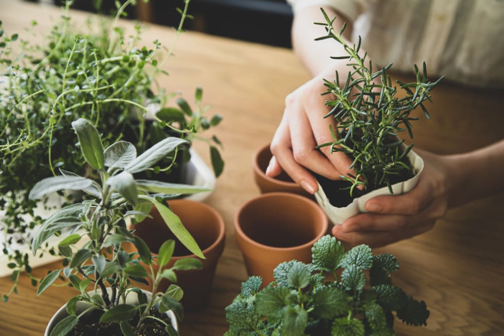 Indoor gardening. Female hands replant herbs.