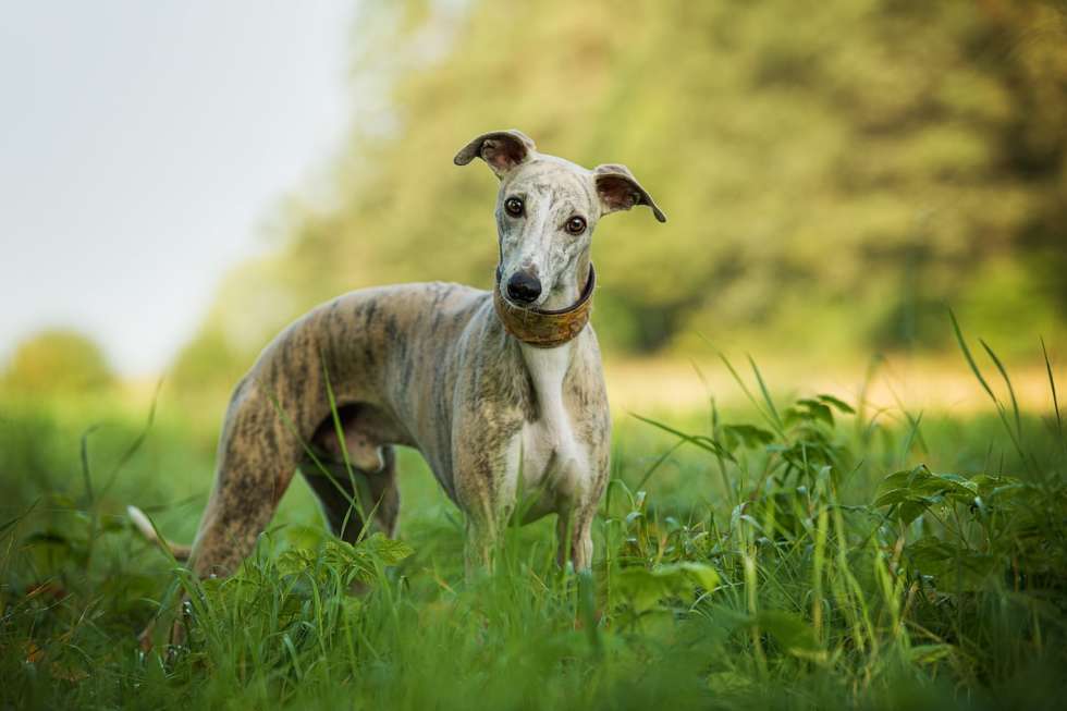 quiet-dog-breeds-whippet