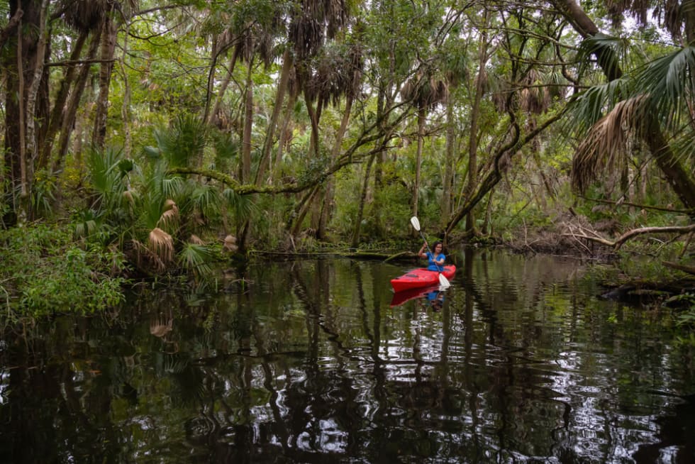 Adventurous girl kayaking on a river covered with trees. Chassahowitzka River, located West of Orlando, Florida