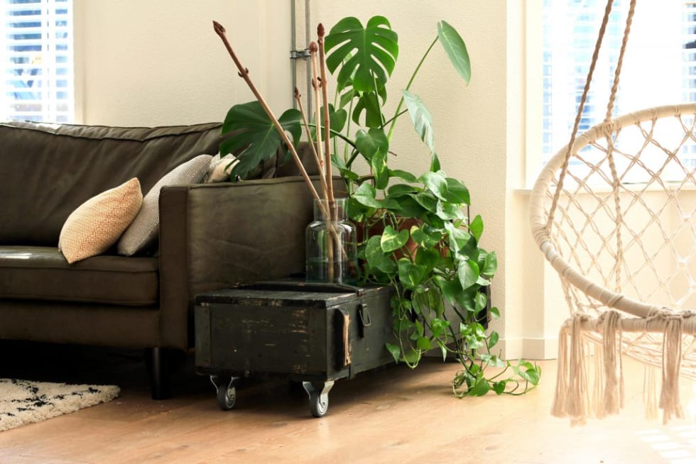 Living Room Trunk