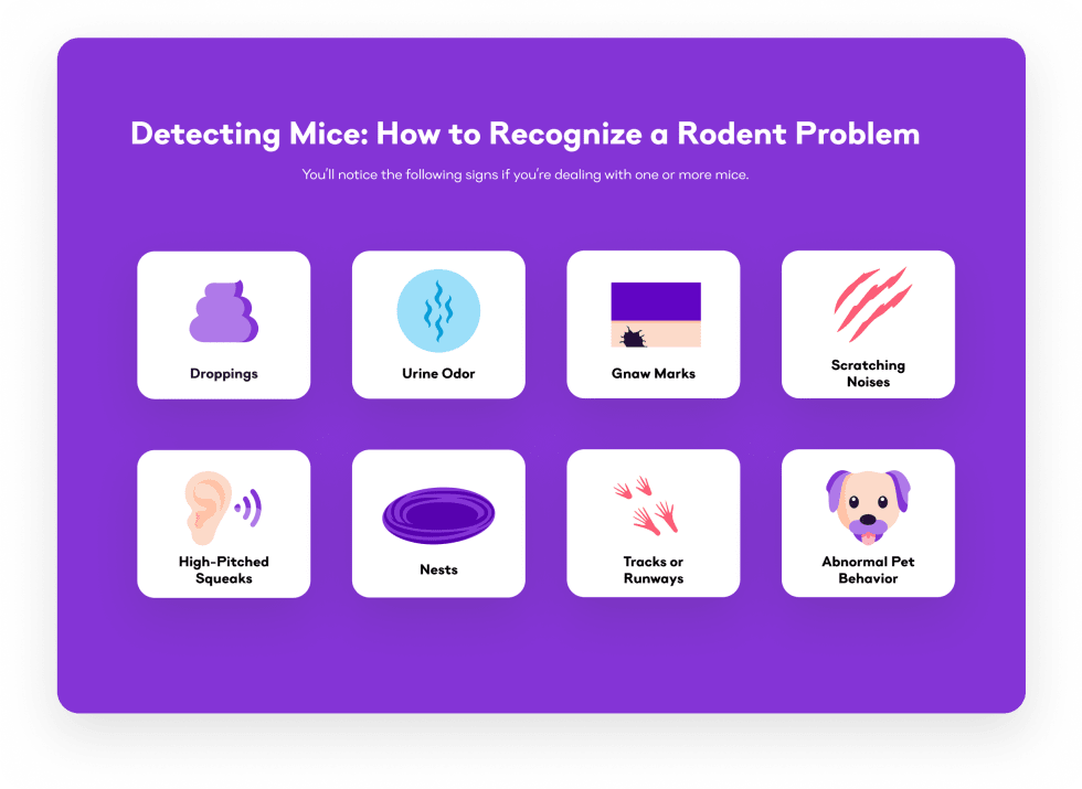 Detecting Mice How to Recognize a Rodent Problem