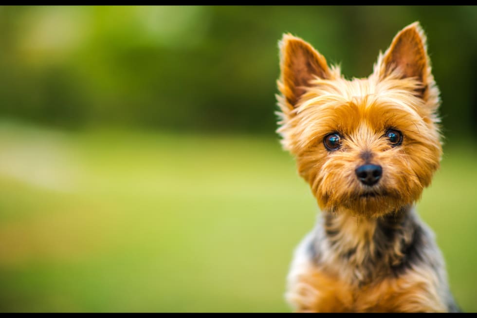 Australian Terrier best dogs for an apartment