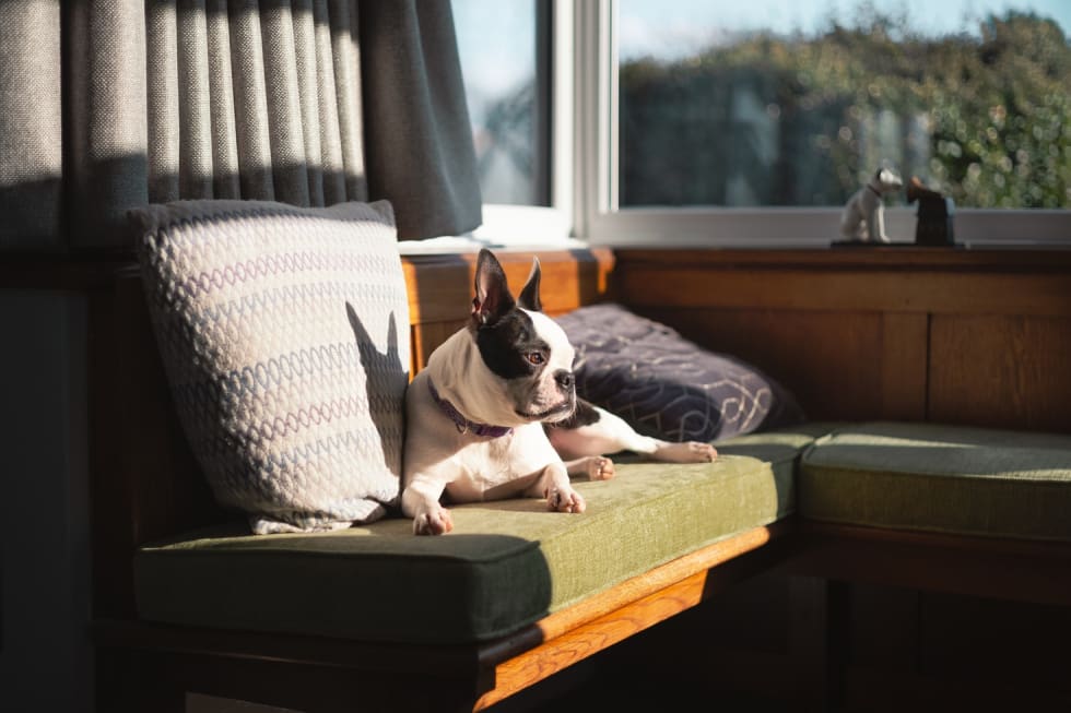 Boston Terrier best dogs for apartment