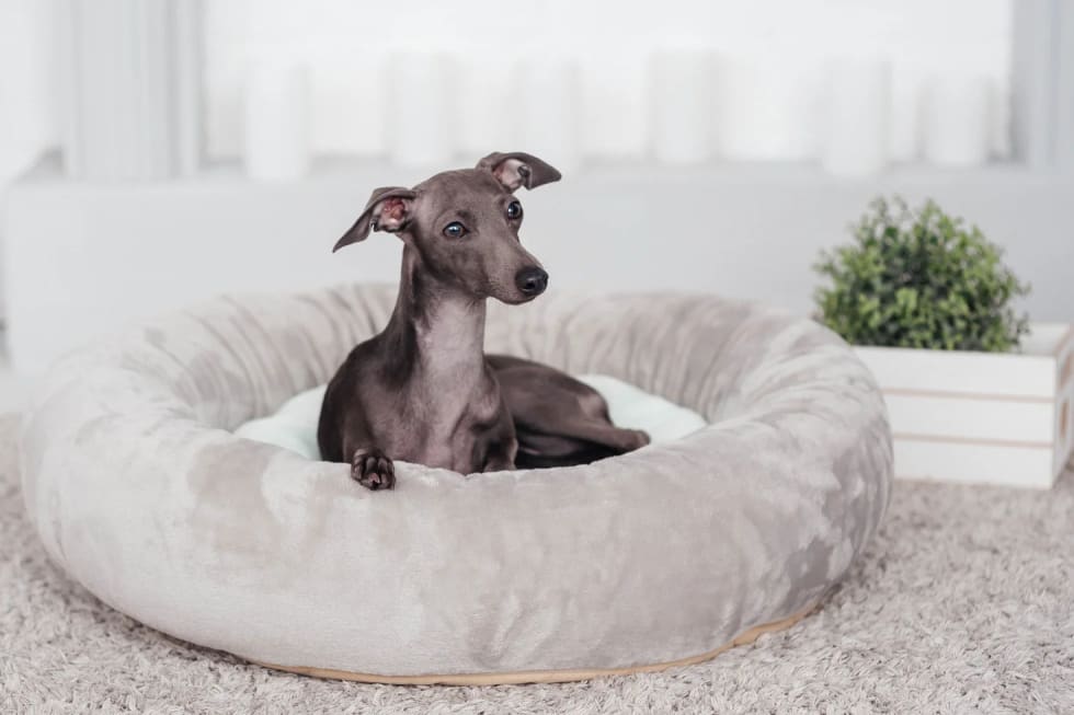 Italian greyhound in apartment sale