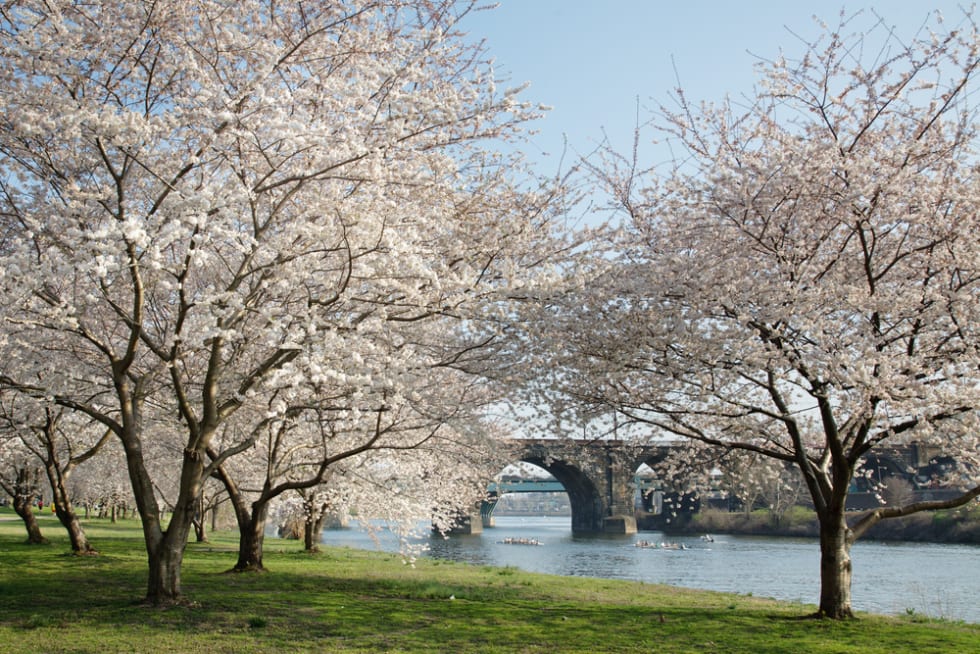 Cherry Blossoms along the Schuylkill River in Philadelphia