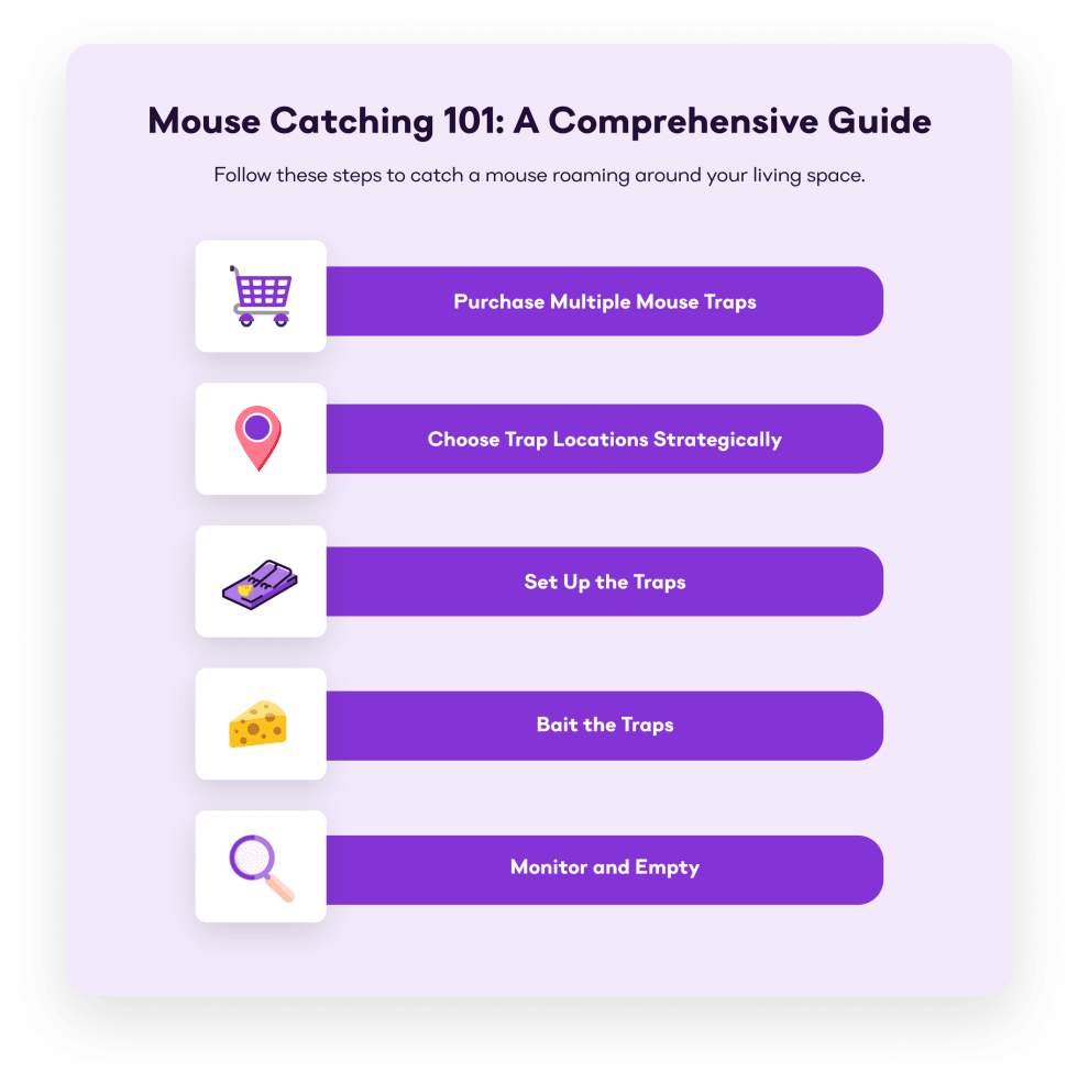 How to Catch a Mouse—Learn How to Catch a Mouse in Your Home