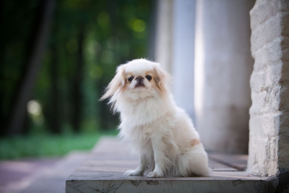 Japanese Chin   Best Dogs For Apartment 