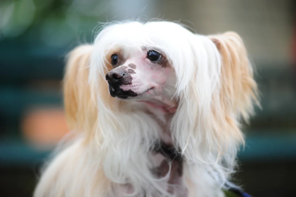 Chinese Crested best dogs for apartment