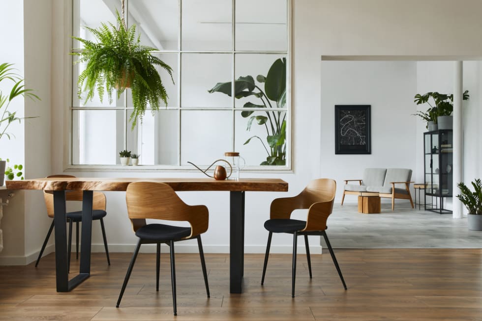 Stylish and botany interior of dining room with design craft wooden table, chairs, a lof of plants, big window, poster map and elegant accessories in modern home decor. 