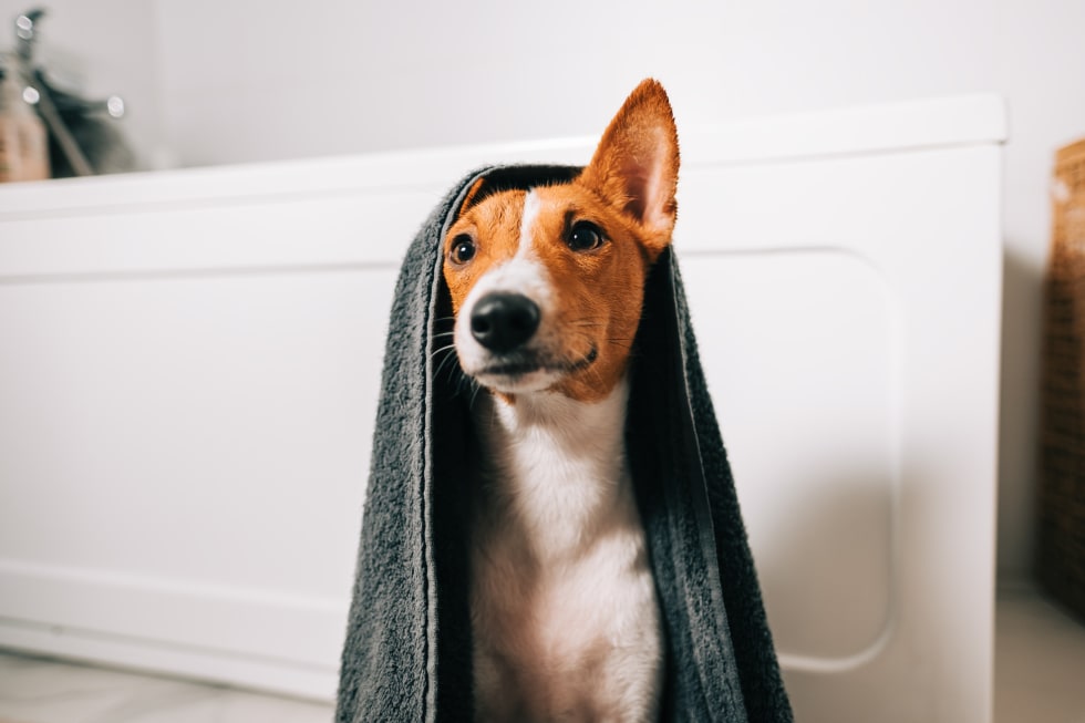 Portrait of funny basenji dog wrapped in a towel after washing in bathroom. - best dogs for apartment