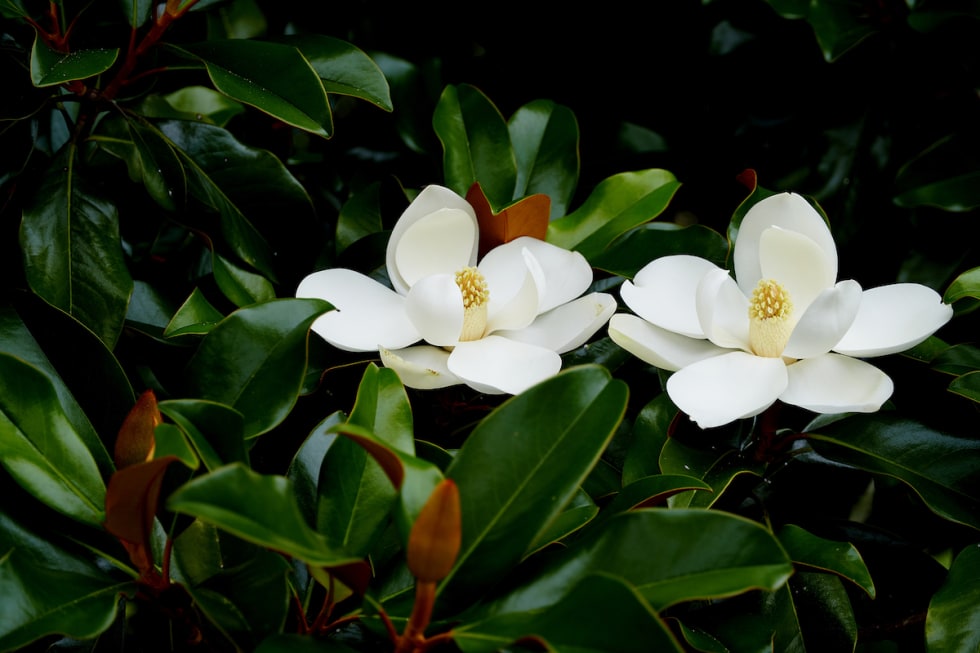 magnolia-tx-flower