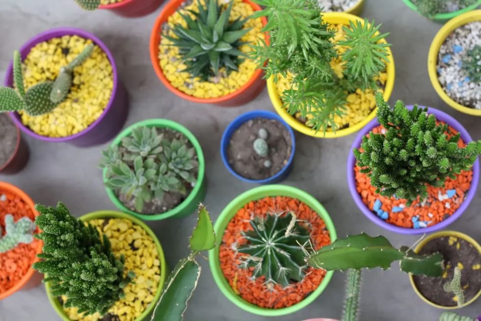 colored plant pots