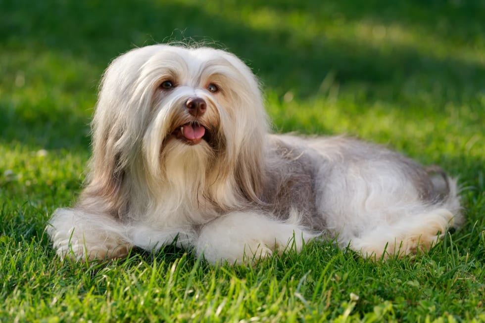 Havanese best dogs for apartment